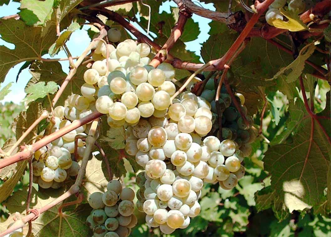 Виноград совиньон фото и описание