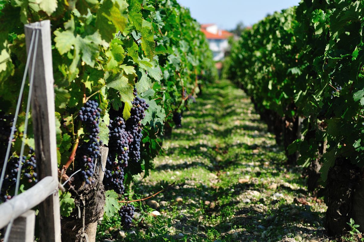 Азербайджанское вино и его долгий путь возрождения 006_azerbaydzhanskoye-vino
