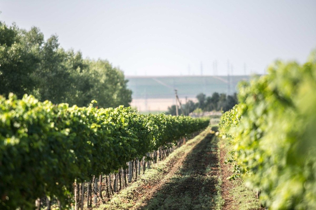 Как устроено виноделие и виноградарство в «Абрау-Дюрсо» 003_Kak-ustroyeno-vinodeliye-i-vinogradarstvo-v-Abrau-Dyurso