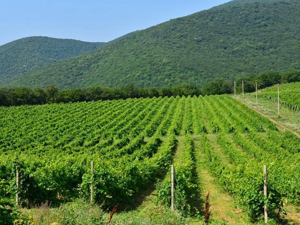 Как устроено виноделие и виноградарство в «Абрау-Дюрсо» 005_Kak-ustroyeno-vinodeliye-i-vinogradarstvo-v-Abrau-Dyurso