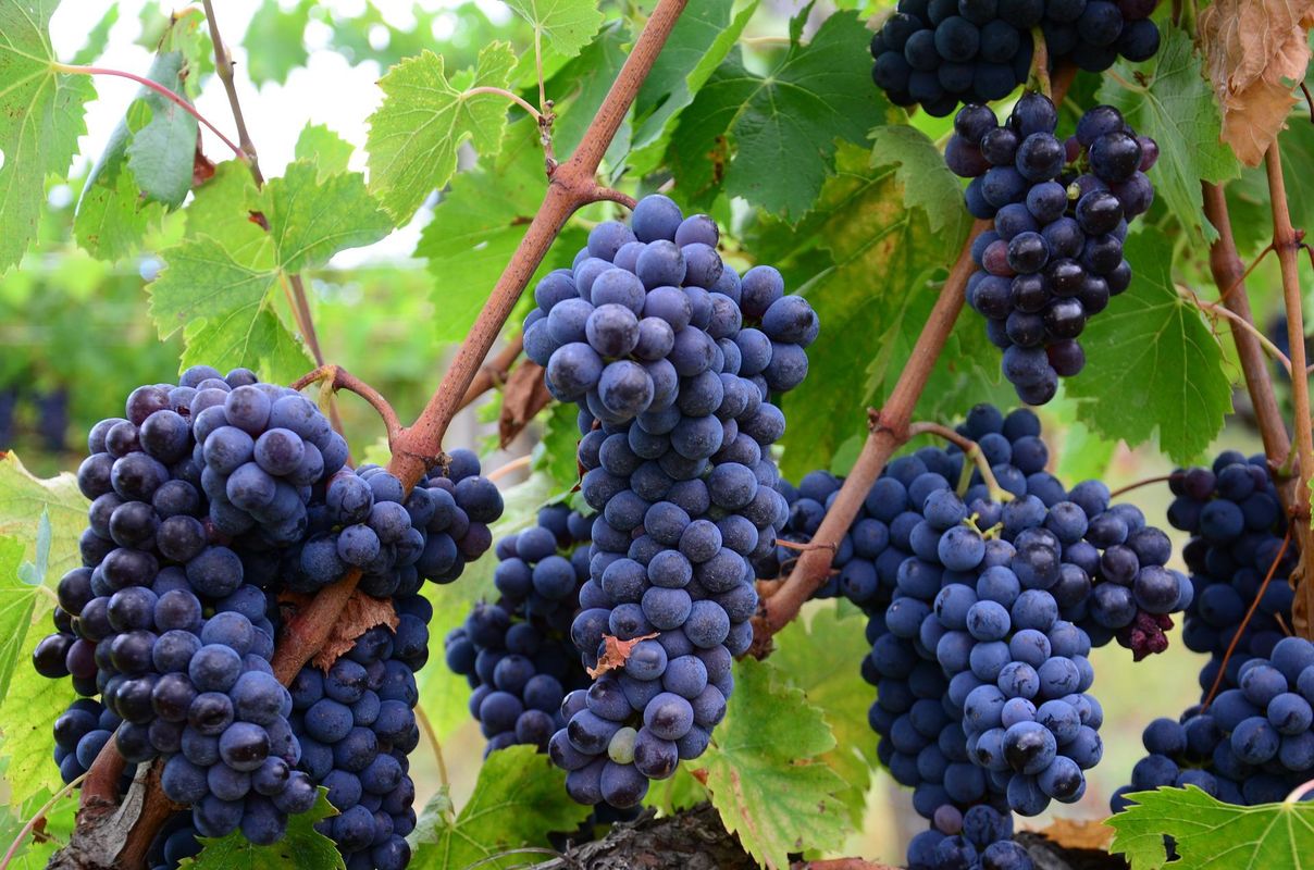 Как устроено виноделие и виноградарство в «Абрау-Дюрсо» 006_Kak-ustroyeno-vinodeliye-i-vinogradarstvo-v-Abrau-Dyurso