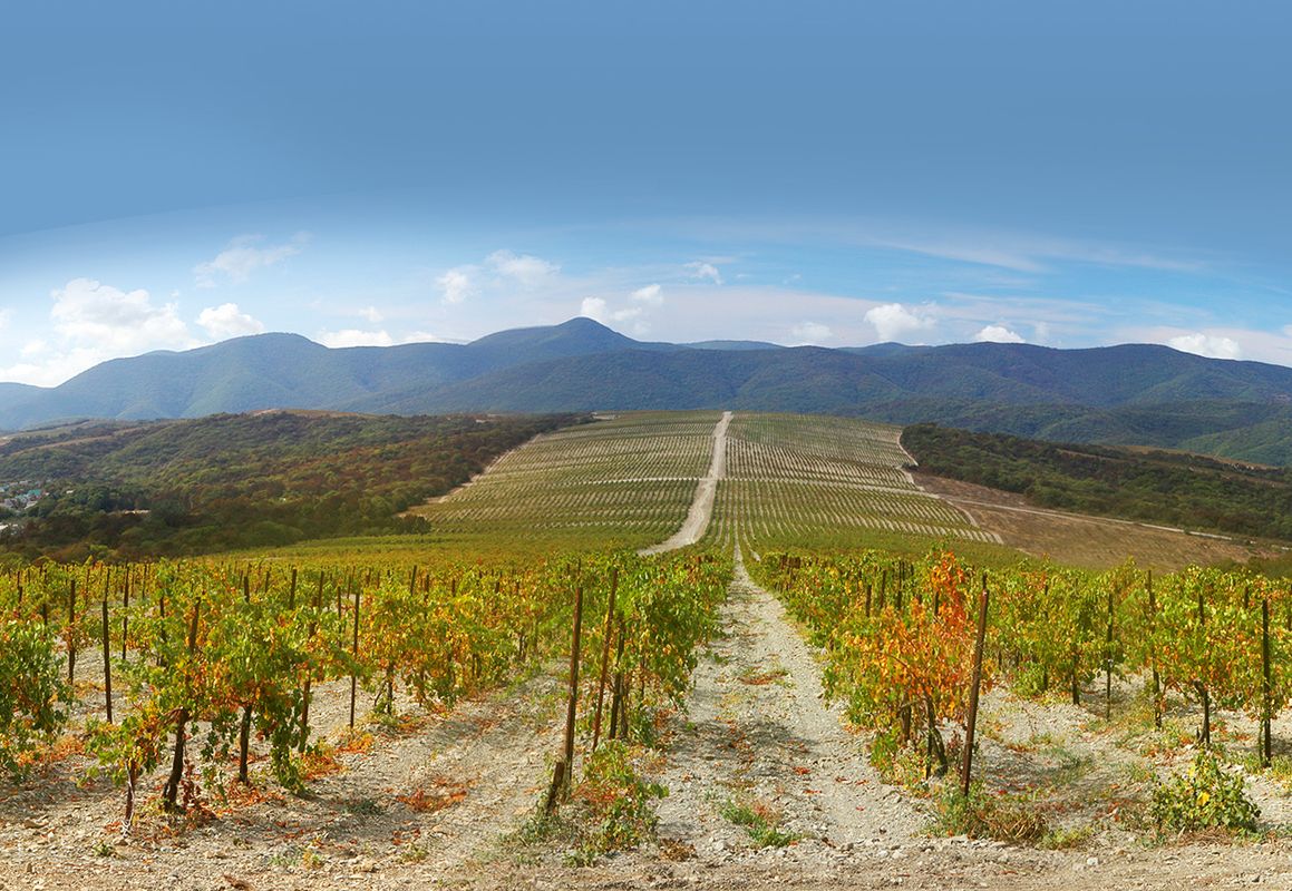 Как устроено виноделие и виноградарство в «Абрау-Дюрсо» 007_Kak-ustroyeno-vinodeliye-i-vinogradarstvo-v-Abrau-Dyurso