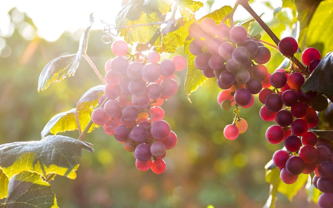 Что не так с вином из сорта винограда Лидия 003_chto-ne-tak-s-vinom-iz-sorta-lidiya